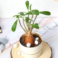Adenium Plant