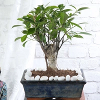 Ficus I Shape Bonsai in Black Pot