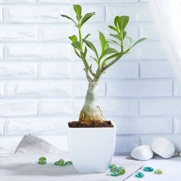 Suave Adenium Plant
