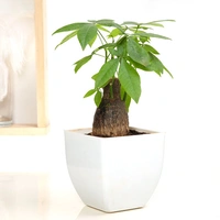 Admirable Pachira Plant