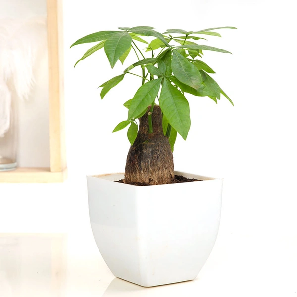 Admirable Pachira Plant