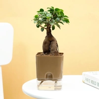 Microcarpa Bonsai In Self Watering Pot
