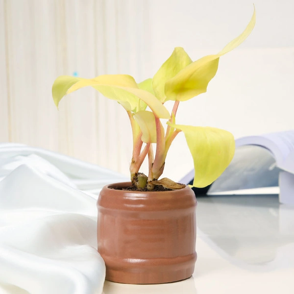 Gorgeous Golden Philodendron Plant