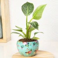 White Philodendron Houseplant