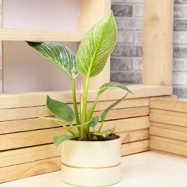 Embrace Beauty Philodendron White Plant