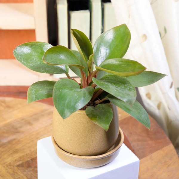 Ceramic Potted Philodendron