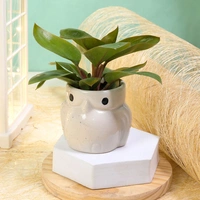 Multipurpose Philodendron Plant