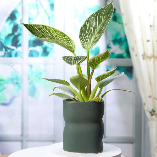 Pretty White Philodendron