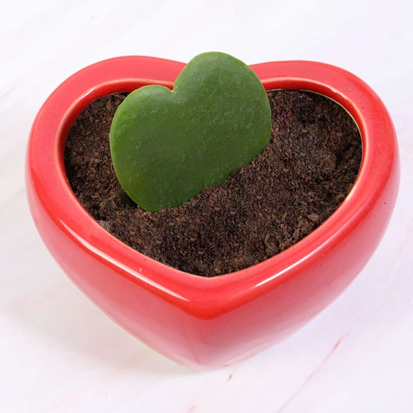 Red Potted Hoya Heart