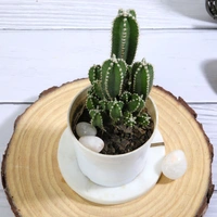 Triangle Cactus Plant