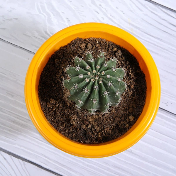 Ball cactus plant in yellow pot