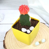 Pink Moon Cactus Plant