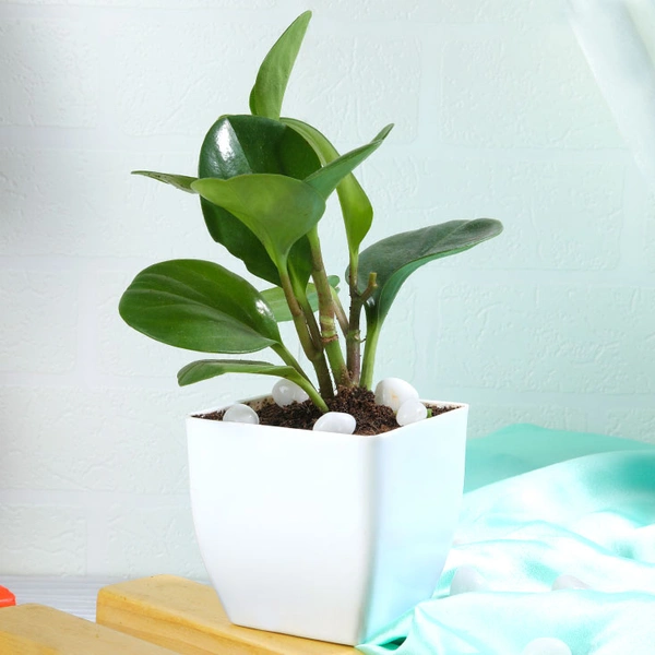 Peperomia green In White Pot