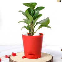 Peperomia Green In Red Self Watering
