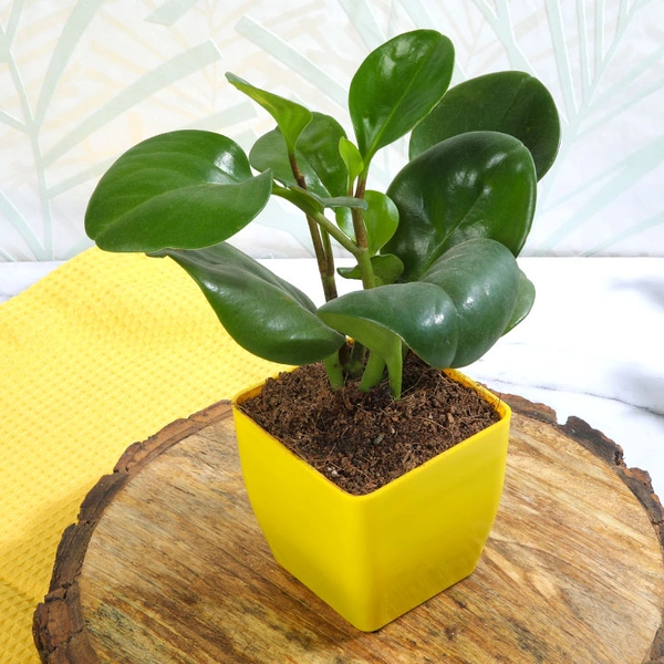 Peperomia Green In Yellow Vase