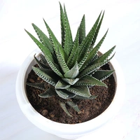Haworthia Plant in White Pot