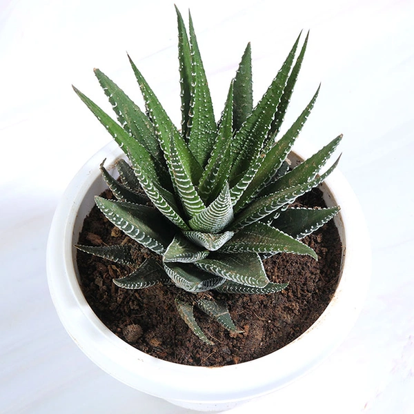 Haworthia Plant in White Pot