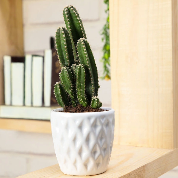 Beautified Elongated Cactus