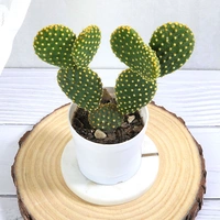 Bunny Ear Cactus Plant