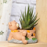 Haworthia In Sitting Bear Pot