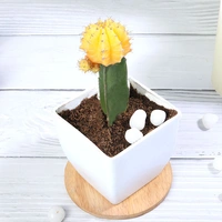 Yellow Moon Cactus Plant