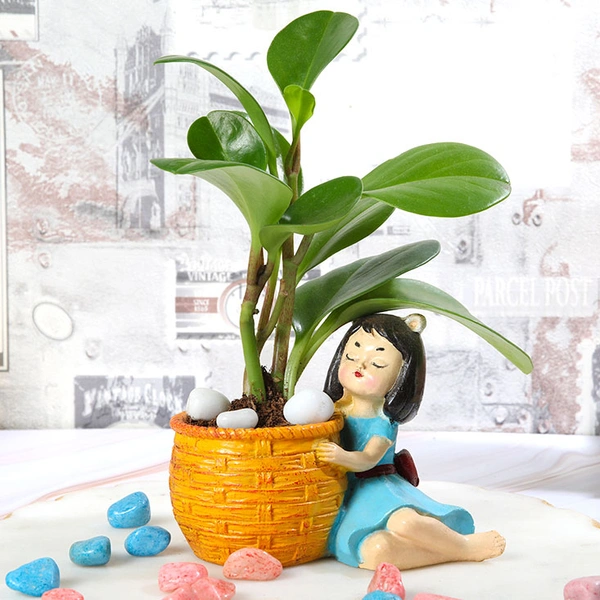 Peperomia Green plant Basket Girl