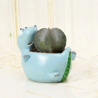 Ball Cactus In Sleeping Dinosaur