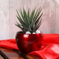 Haworthia Plant In Shinny Red Pot