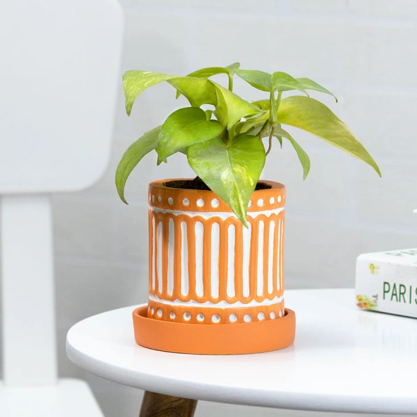 Ceramic Vase Holding Money Plant