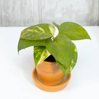 Work Station Money Plant