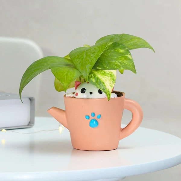 Money Plant In Kitty Love