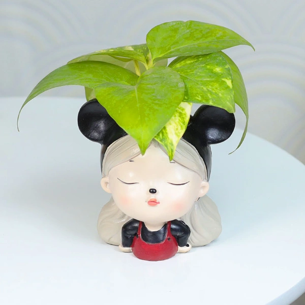 Money Plant For Cute Friend