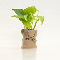 Money Plant In Coffee Bag