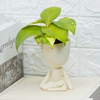 Money Plant in Yoga Pot