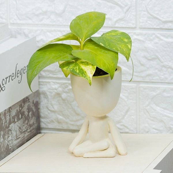 Money Plant in Yoga Pot