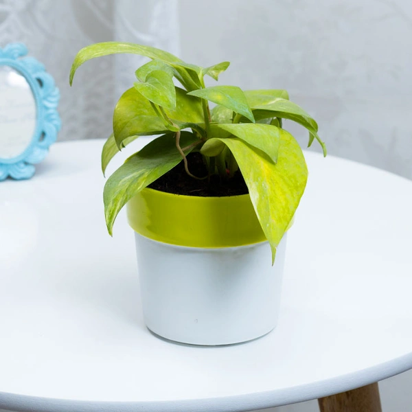 Money Plant In Green Stripped White Pot