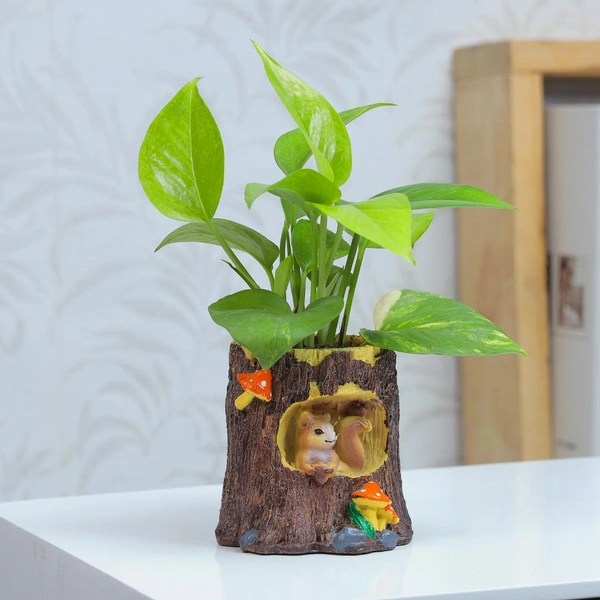 Green Money Plant In Half Wood Pot