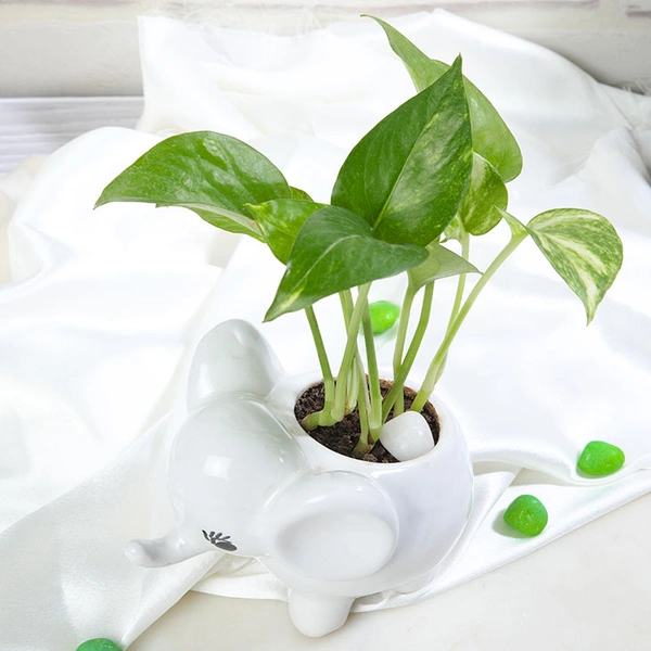 Money Plant In Baby Elephant