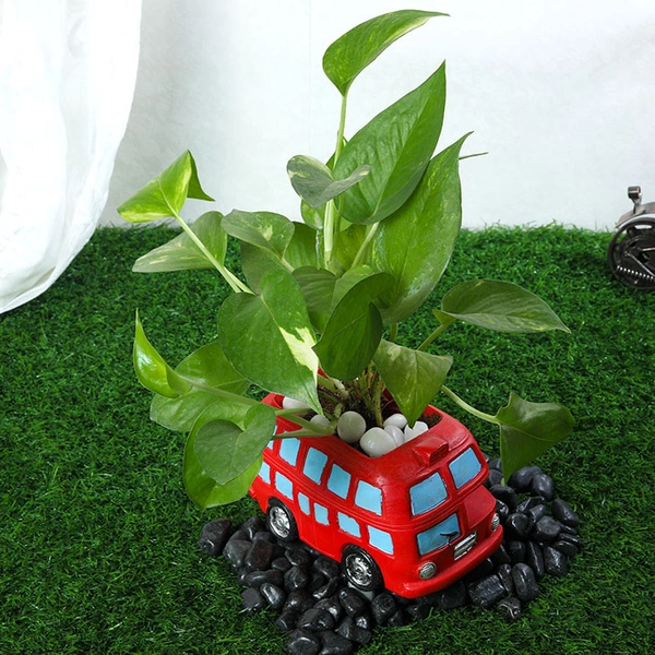 Green Money Plant In Red Bus