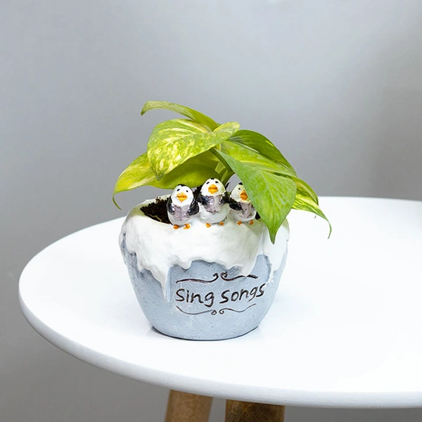 Green Money Plant In Singing Penguin Pot