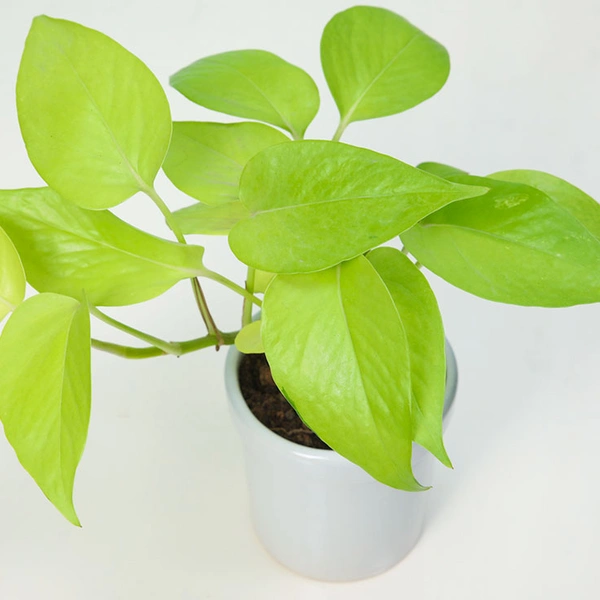 Easy to Grow Money Plant