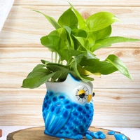 Blue Owl Pot With Golden Money Plant