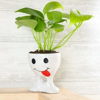Funny Potted Golden Money Plant