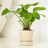 Favourable Green Money Plant