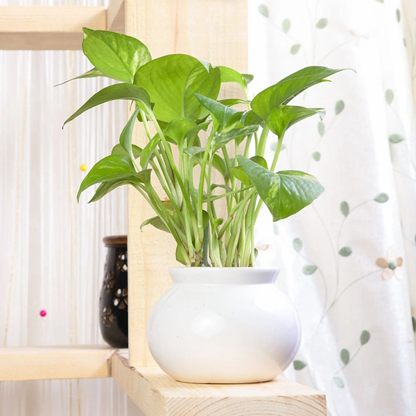 Potted Green Money Plant