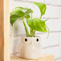 Money Bringing Plant