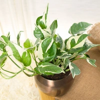 Displaying Beauty with White Pothos