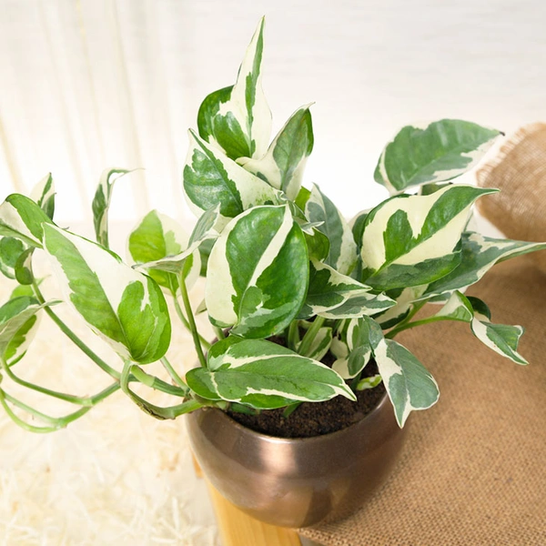 Displaying Beauty with White Pothos