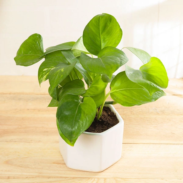 Fortunate Money Plant