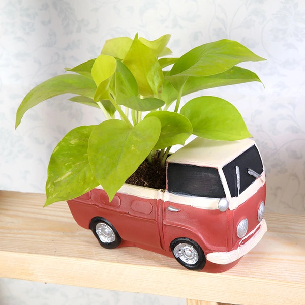 Golden Money Plant In Truck